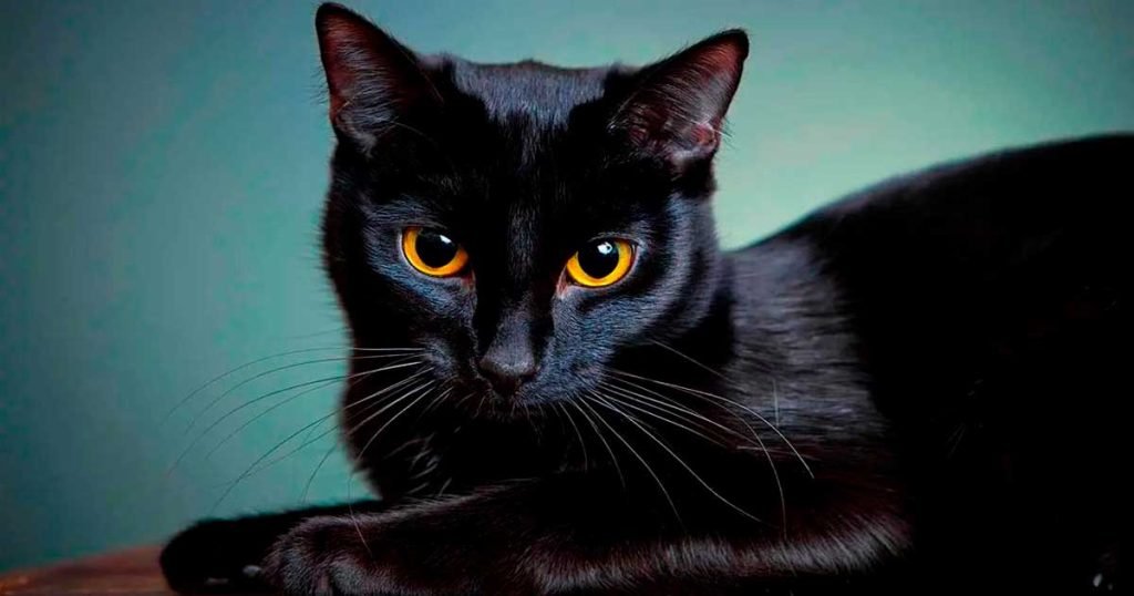 ¿Por qué se dice que los gatos negros dan mala suerte?