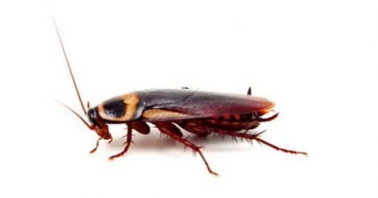 ¿por Qué Las Cucarachas Pueden Vivir Varias Semanas Sin Cabeza