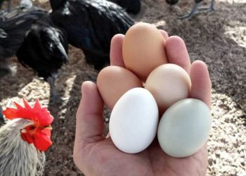 ¿Cuántos huevos pone la gallina de campo?