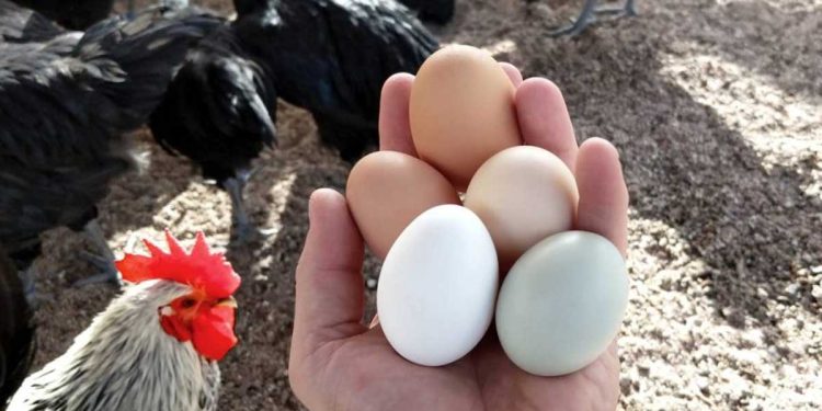 ¿Cuántos huevos pone la gallina de campo?