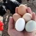 ¿Cuántos huevos pone la gallina de campo?