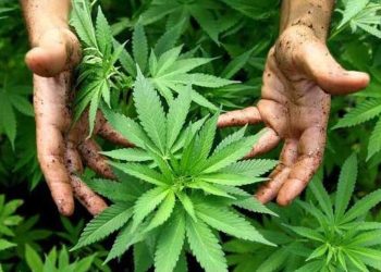 ¿La marihuana es buena para la salud mental?