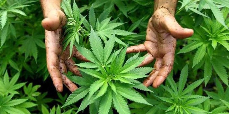 ¿La marihuana es buena para la salud mental?