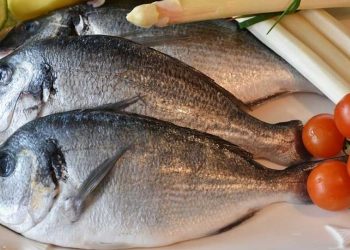 ¿Qué alimentos son ricos en colágeno?