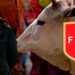 Adiós a las vacas sagradas: los jugadores que Fossati debe borrar en Perú