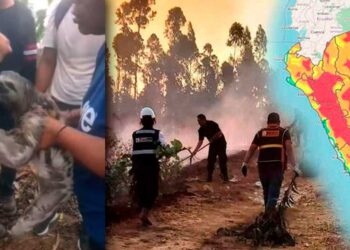 El conmovedor rescate de un oso perezoso afectado por incendios forestales en San Martín